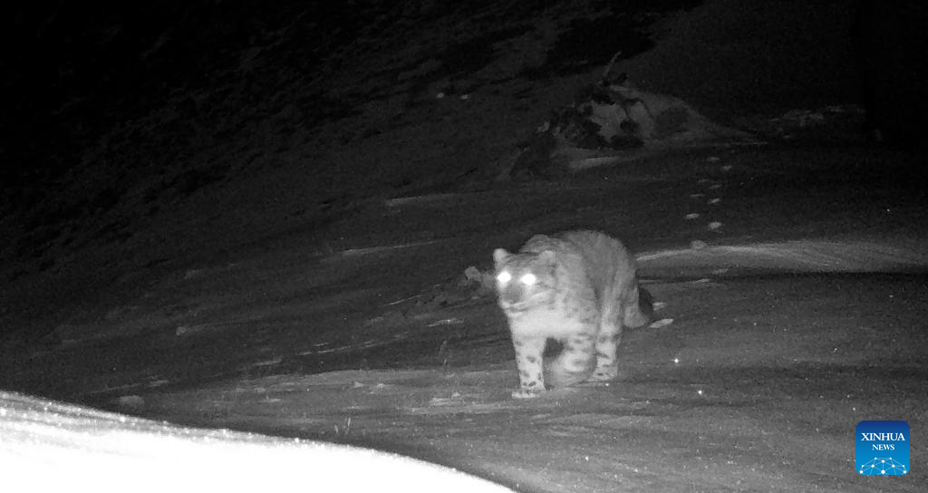 Snow leopards spotted in China's Yunnan for first time