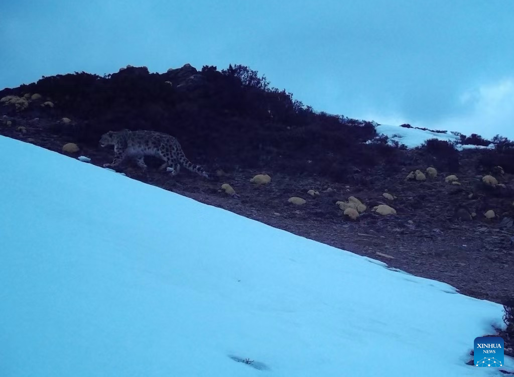 Snow leopards spotted in China's Yunnan for first time