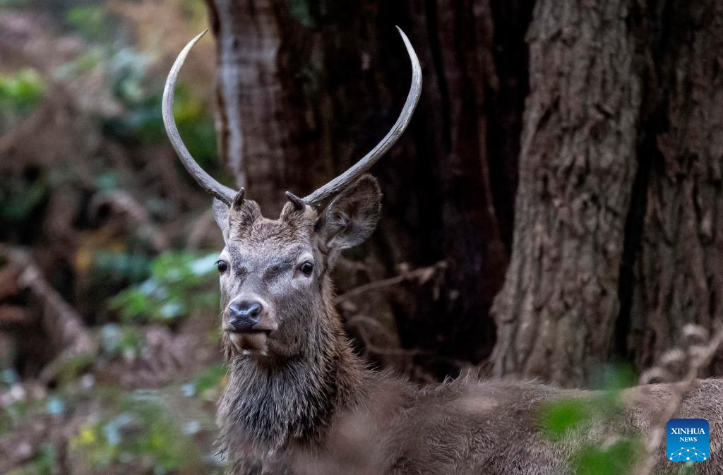 Red deers seen in Richmond Park in London