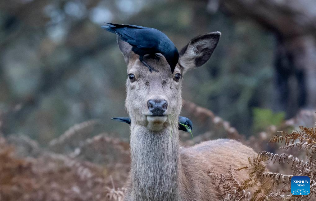 Red deers seen in Richmond Park in London