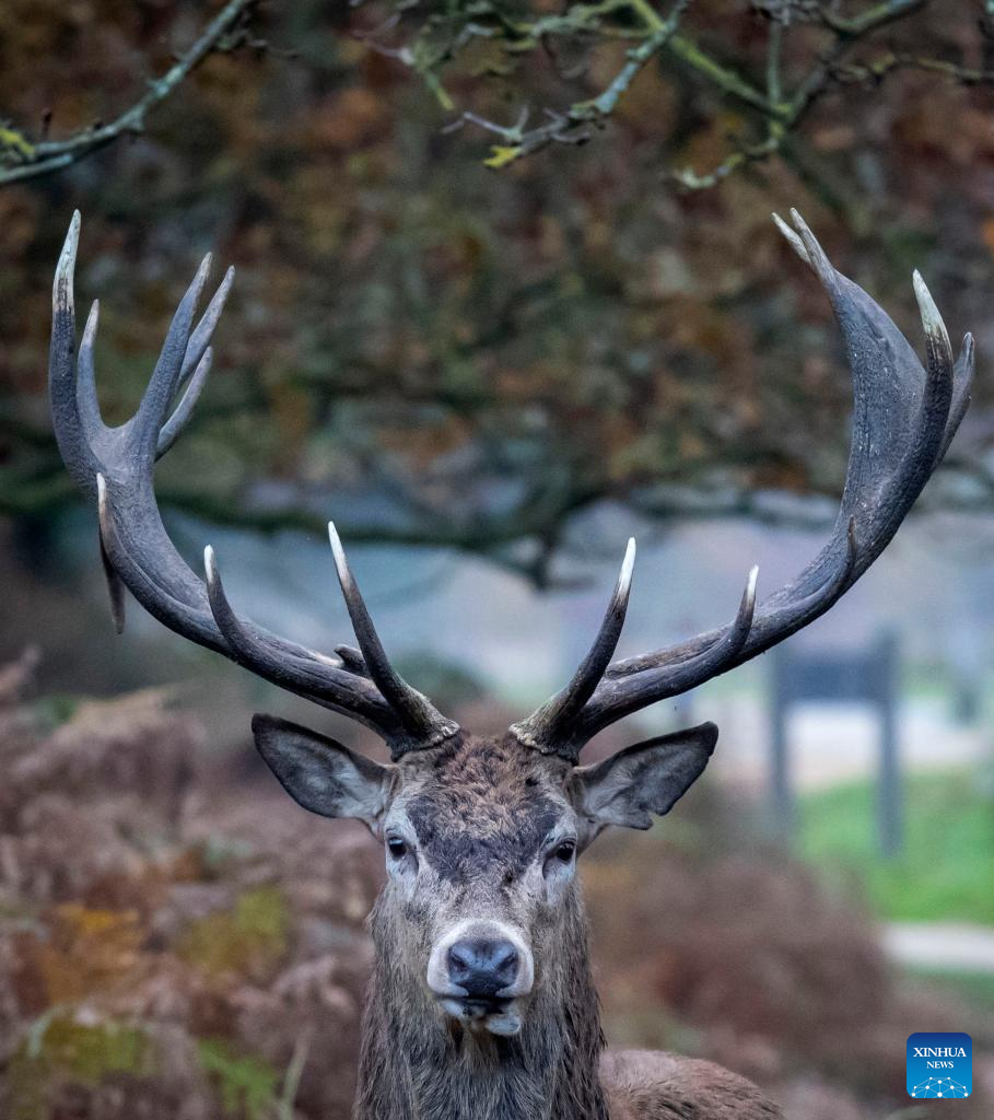 Red deers seen in Richmond Park in London