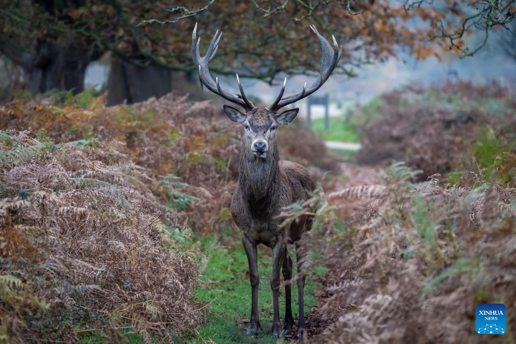 Red deers seen in Richmond Park in London