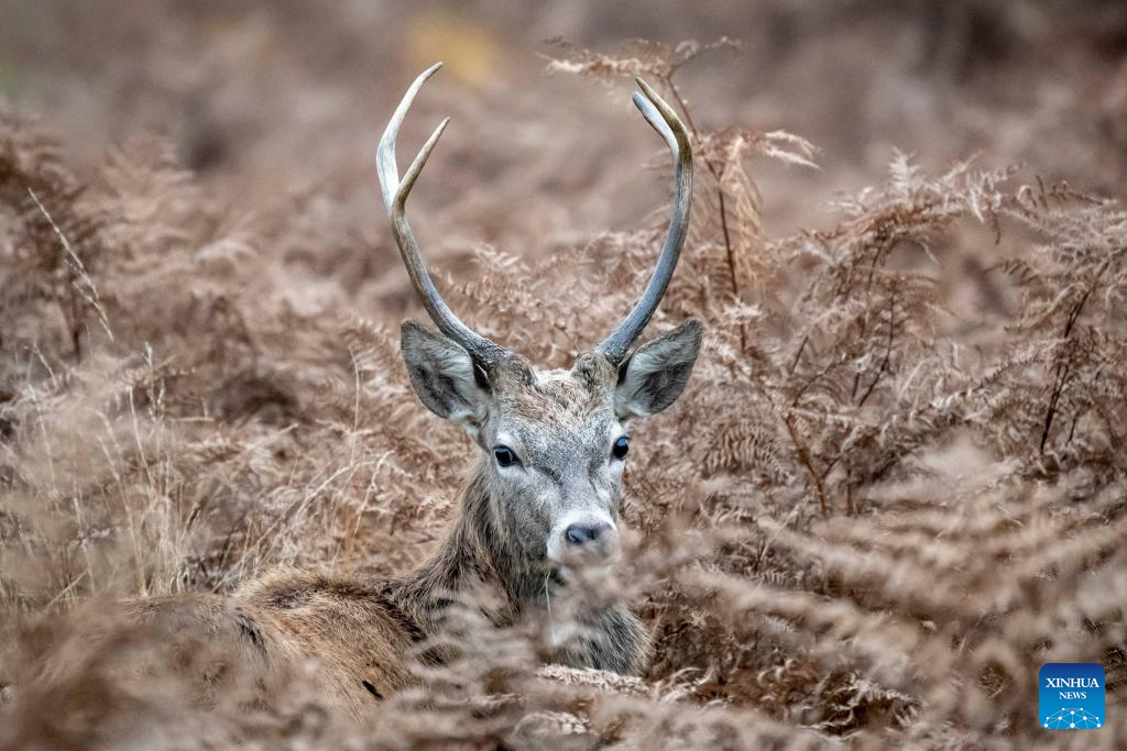 Red deers seen in Richmond Park in London