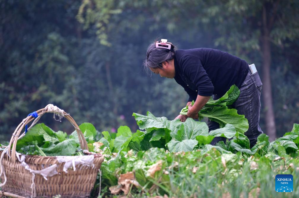 Special bus line helps villagers sell agricultural products in Guizhou