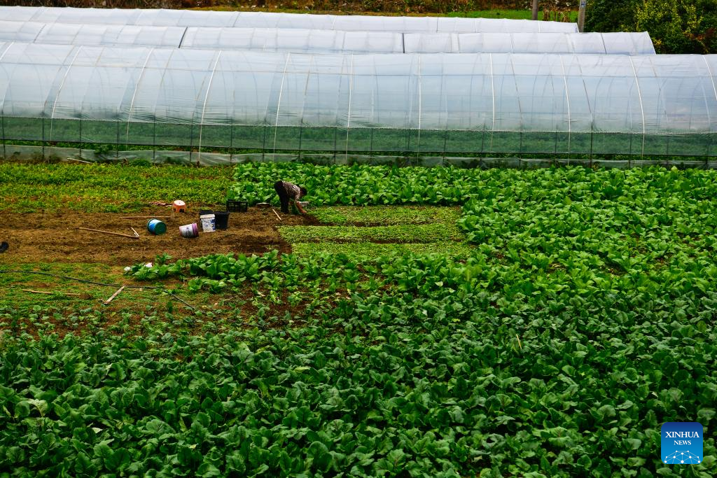 Special bus line helps villagers sell agricultural products in Guizhou