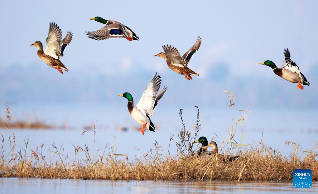 Birds seen in Linyi, Shandong _Guangming Online