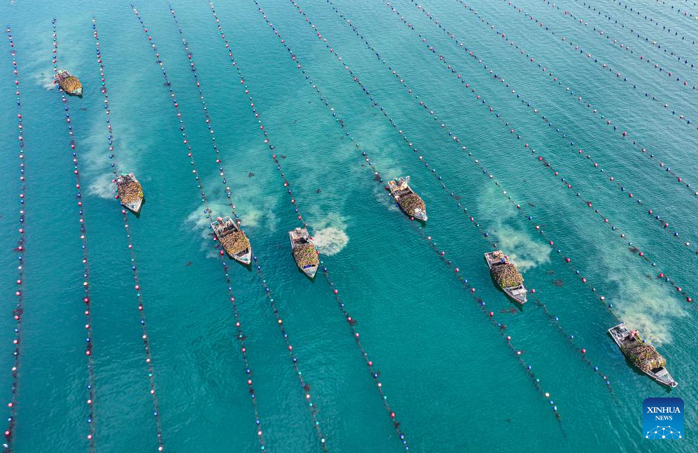 Oysters harvest in Rongcheng, China's Shandong