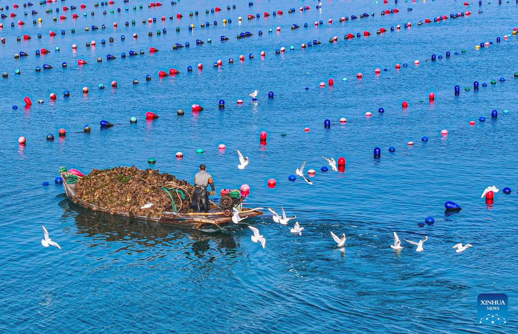 Oysters harvest in Rongcheng, China's Shandong