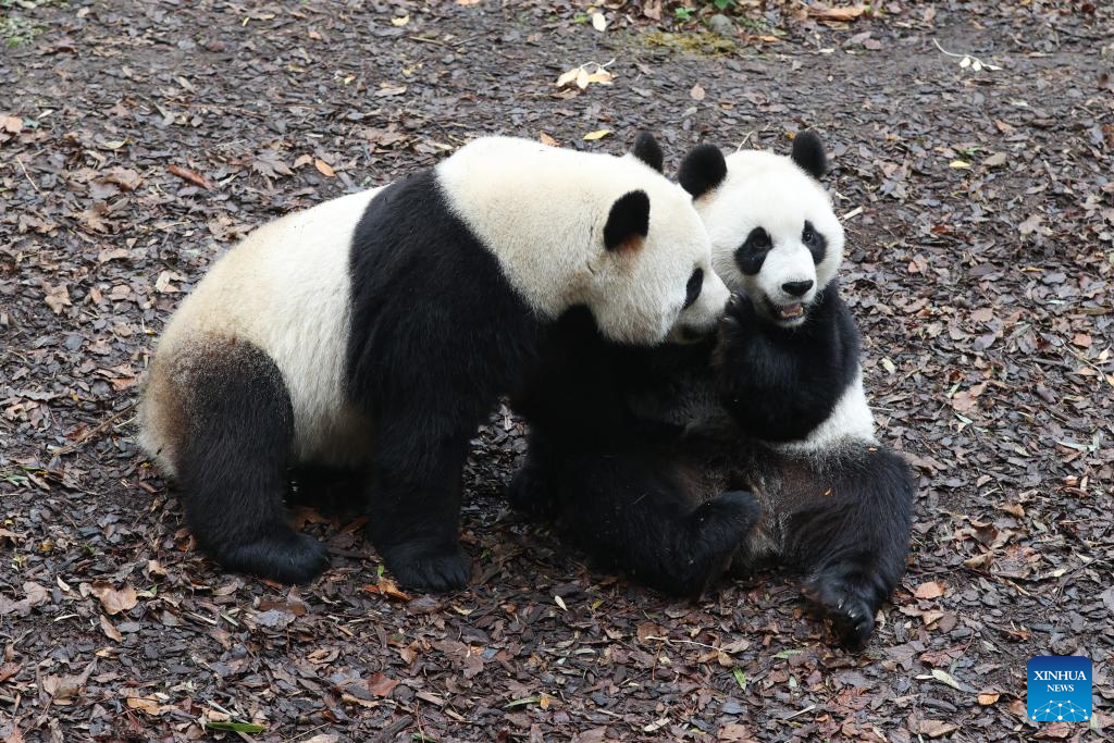 People bid farewell to three giant pandas in Belgian zoo