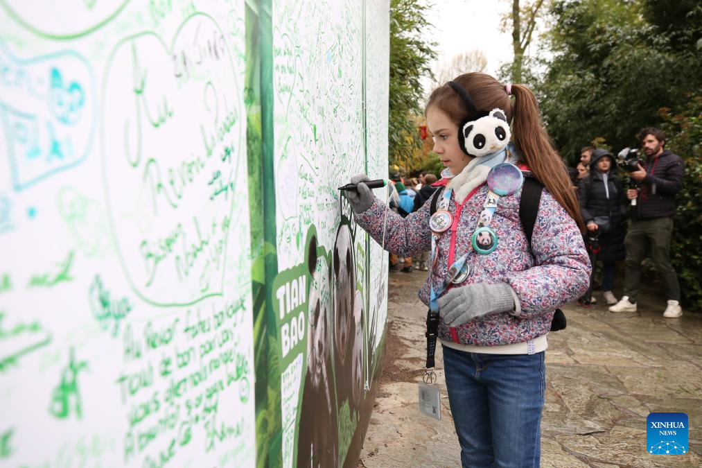 People bid farewell to three giant pandas in Belgian zoo