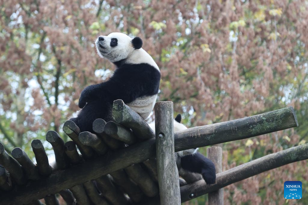 People bid farewell to three giant pandas in Belgian zoo