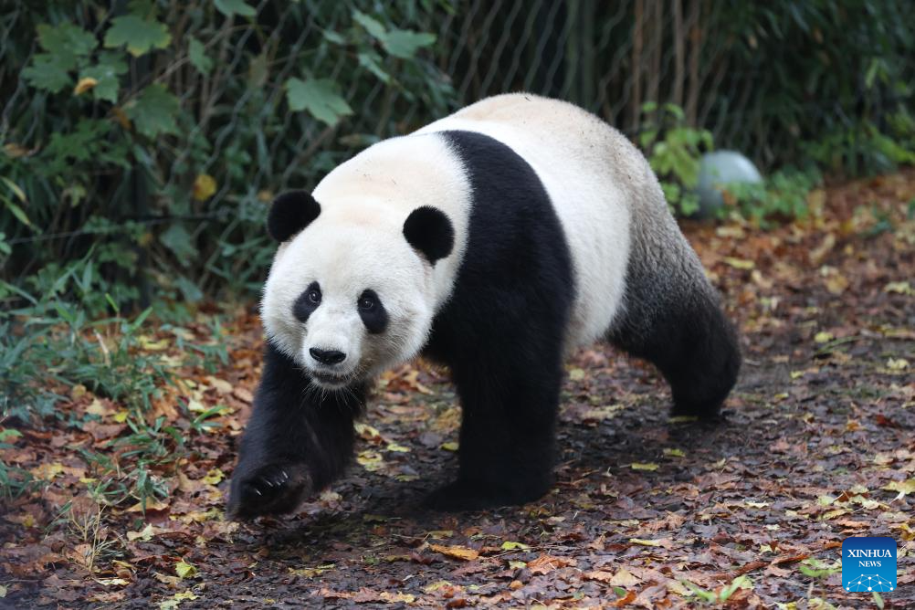 People bid farewell to three giant pandas in Belgian zoo