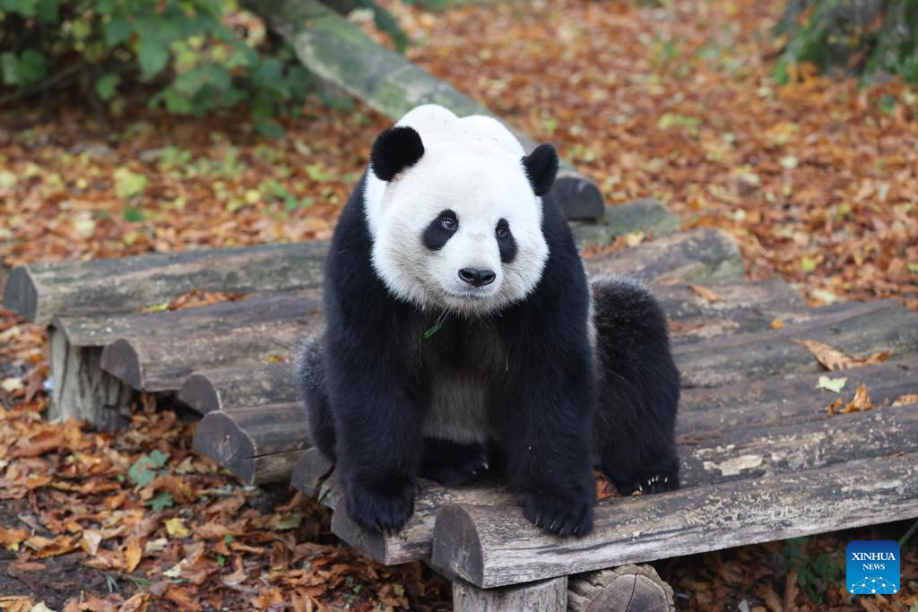 People bid farewell to three giant pandas in Belgian zoo