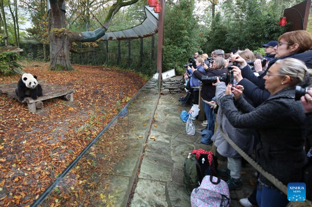 People bid farewell to three giant pandas in Belgian zoo