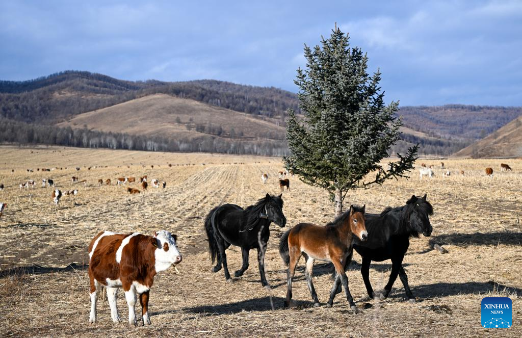 Early winter scenery in China's Inner Mongolia