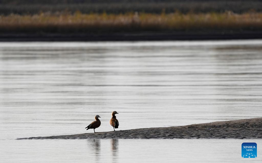 Migratory birds pictured at section of Yellow River in NW China's Ningxia