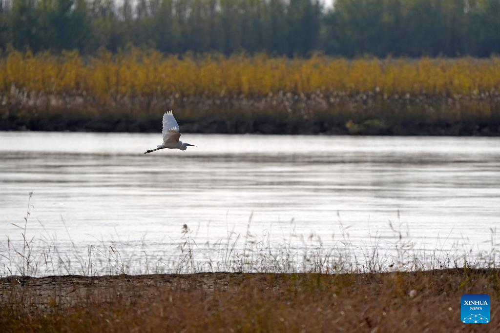 Migratory birds pictured at section of Yellow River in NW China's Ningxia