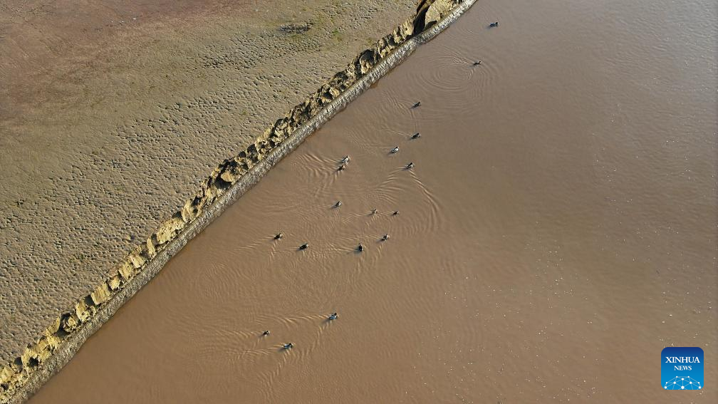 Migratory birds pictured at section of Yellow River in NW China's Ningxia