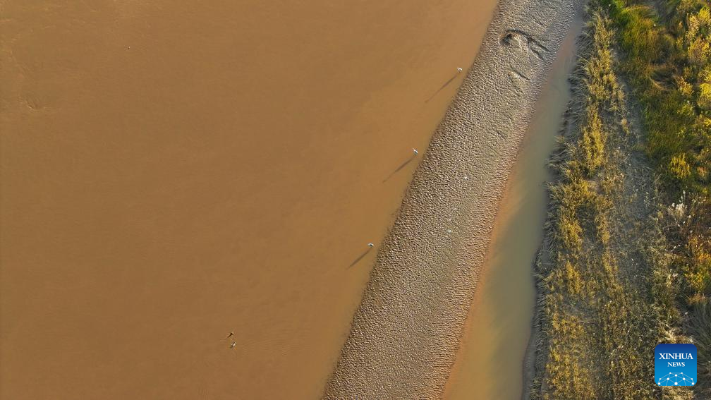 Migratory birds pictured at section of Yellow River in NW China's Ningxia