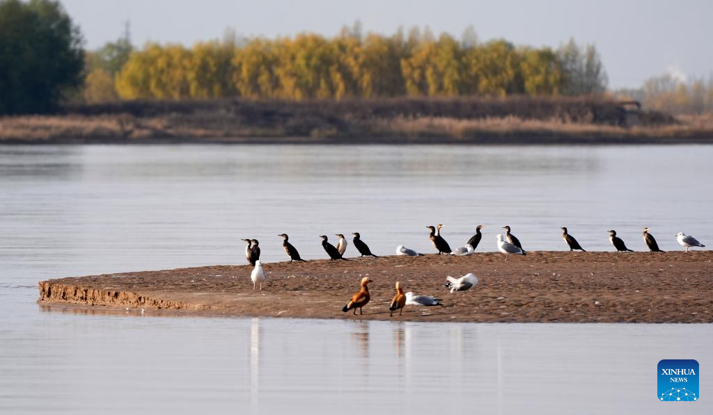 Migratory birds pictured at section of Yellow River in NW China's Ningxia