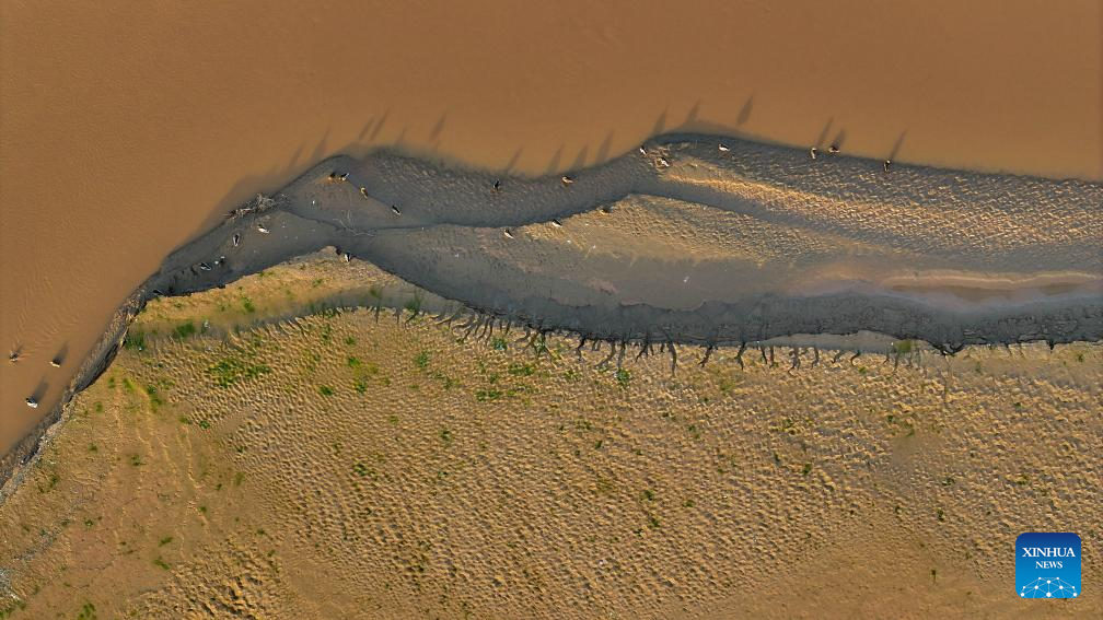 Migratory birds pictured at section of Yellow River in NW China's Ningxia