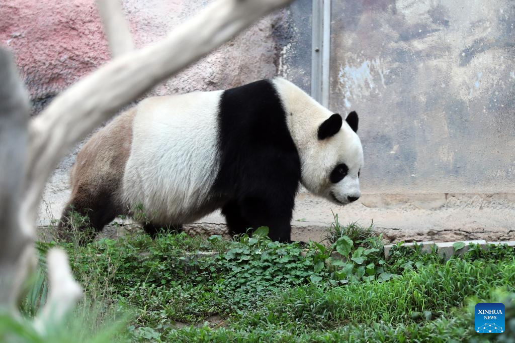 In pics: giant panda family in Macao