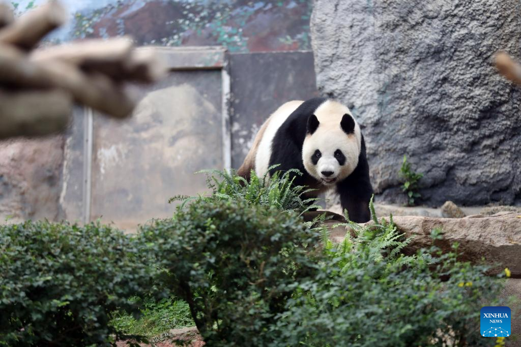 In pics: giant panda family in Macao