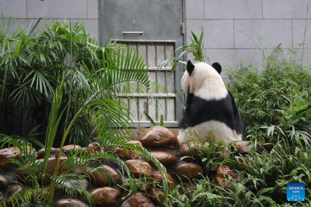 In pics: giant panda family in Macao