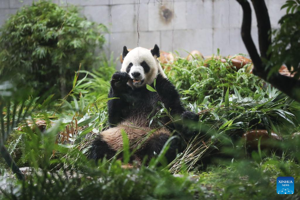 In pics: giant panda family in Macao