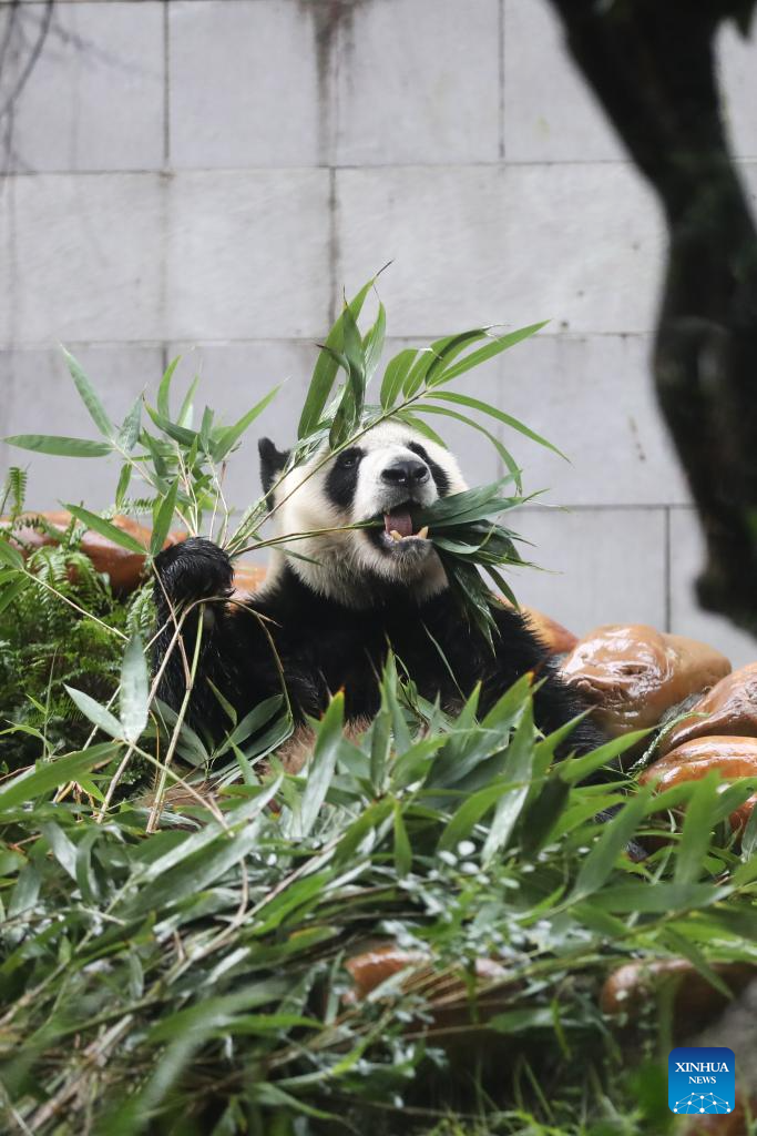 In pics: giant panda family in Macao