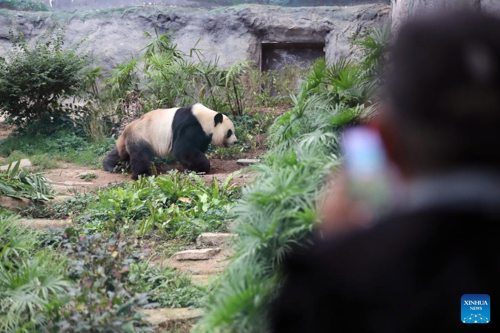 In pics: giant panda family in Macao