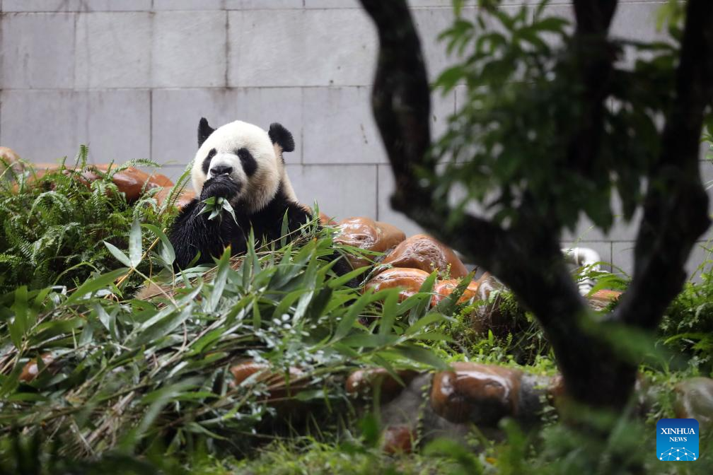 In pics: giant panda family in Macao