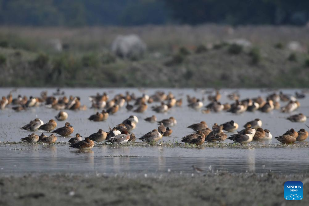 In pics: Pobitora Wildlife Sanctuary in Assam, India