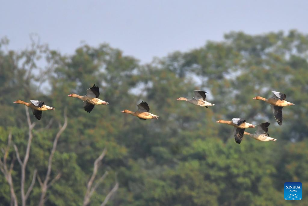 In pics: Pobitora Wildlife Sanctuary in Assam, India