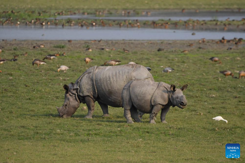 In pics: Pobitora Wildlife Sanctuary in Assam, India