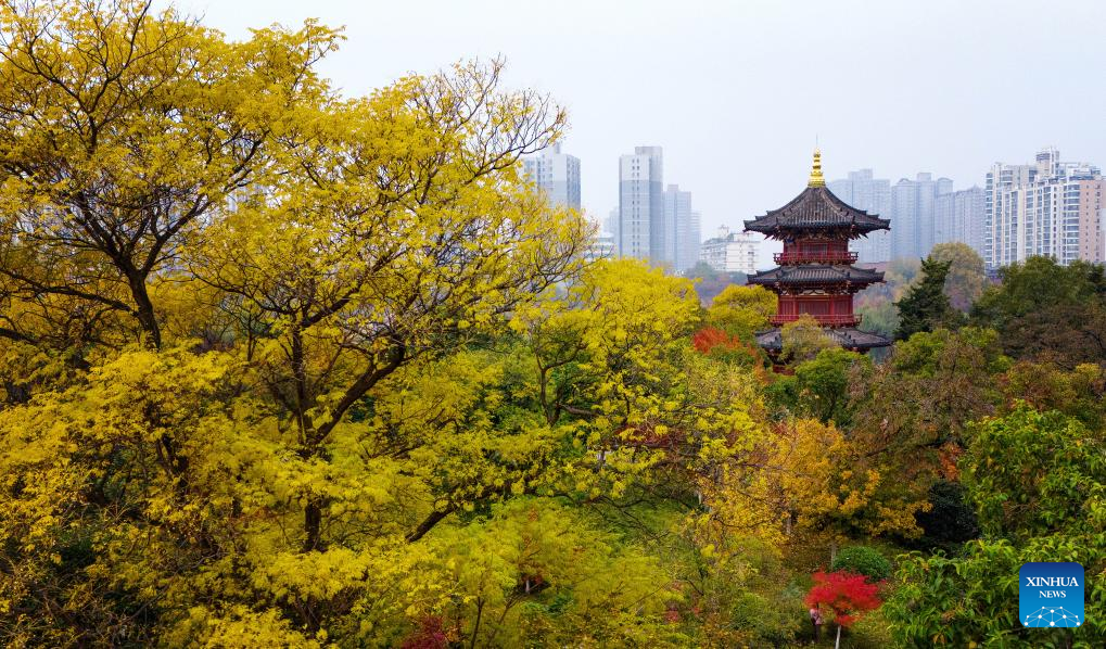 Autumn scenery in Xi'an, NW China's Shaanxi