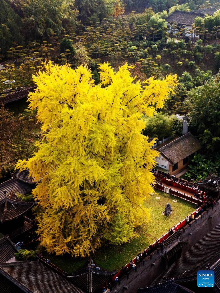 Autumn scenery in Xi'an, NW China's Shaanxi