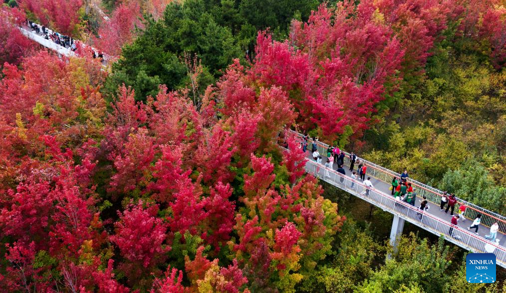 Autumn scenery in Xi'an, NW China's Shaanxi