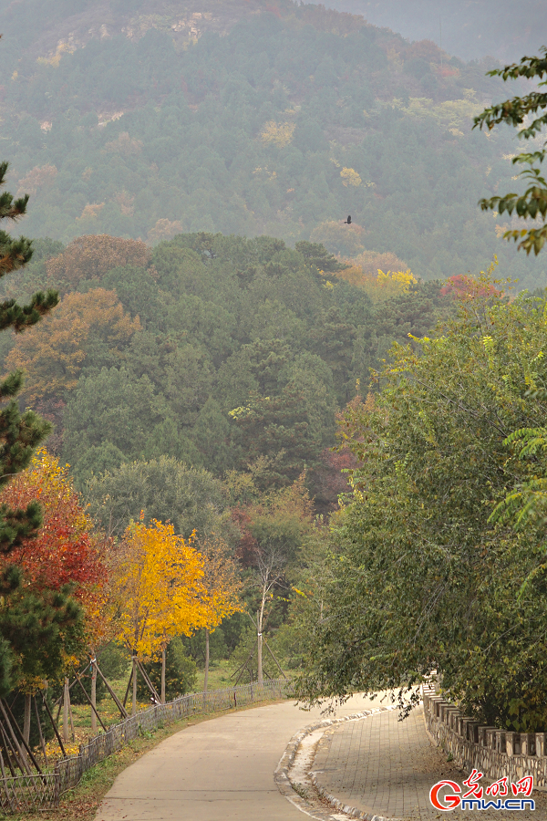 Autumn Glory Unfolds in Beijing Xishan National Forest Park