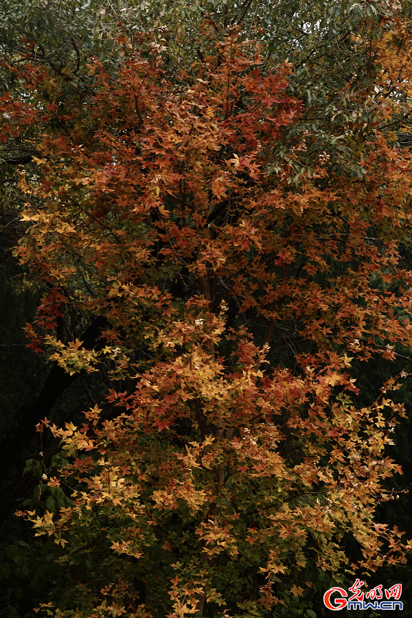 Autumn Glory Unfolds in Beijing Xishan National Forest Park