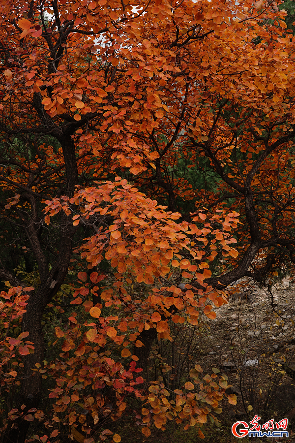 Autumn Glory Unfolds in Beijing Xishan National Forest Park