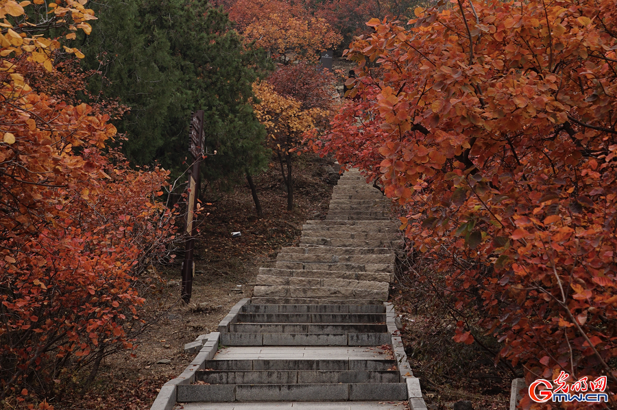 Autumn Glory Unfolds in Beijing Xishan National Forest Park