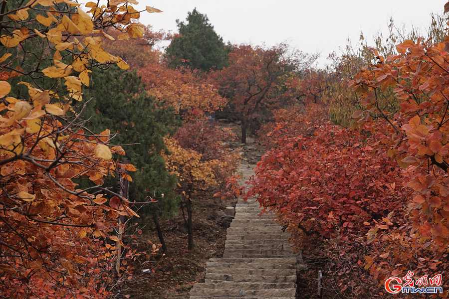 Autumn Glory Unfolds in Beijing Xishan National Forest Park