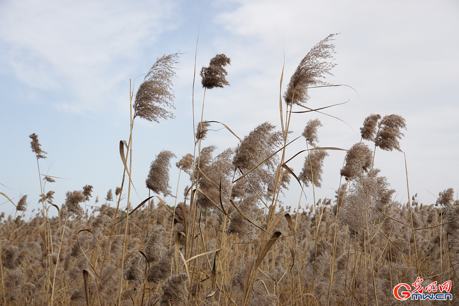 Golden reeds enhance autumn charm at Grand Canal Forest Park