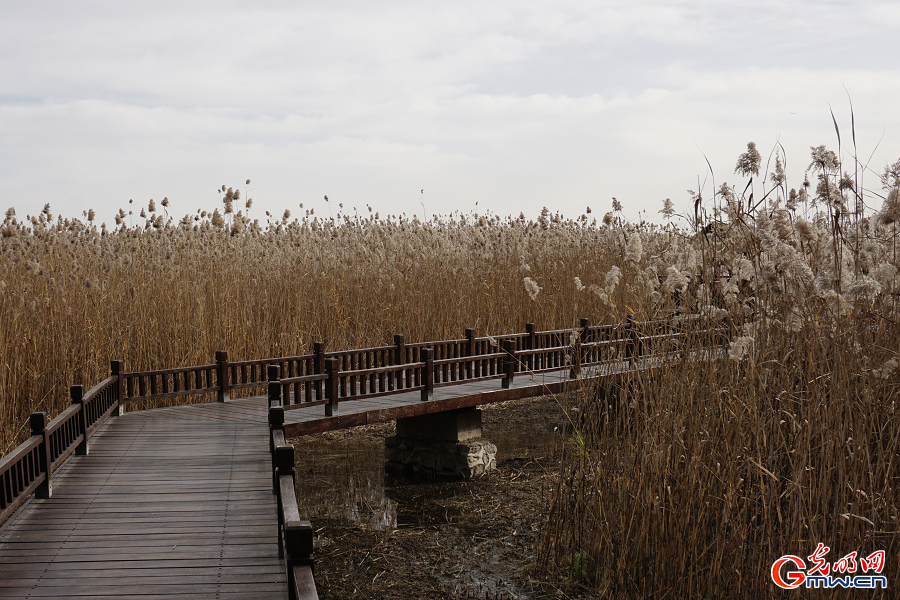 Golden reeds enhance autumn charm at Grand Canal Forest Park