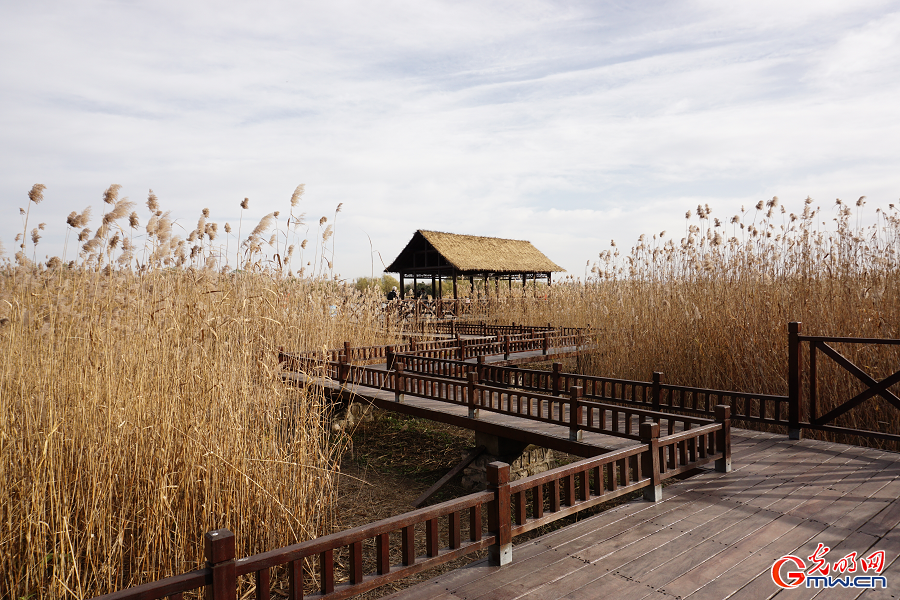 Golden reeds enhance autumn charm at Grand Canal Forest Park