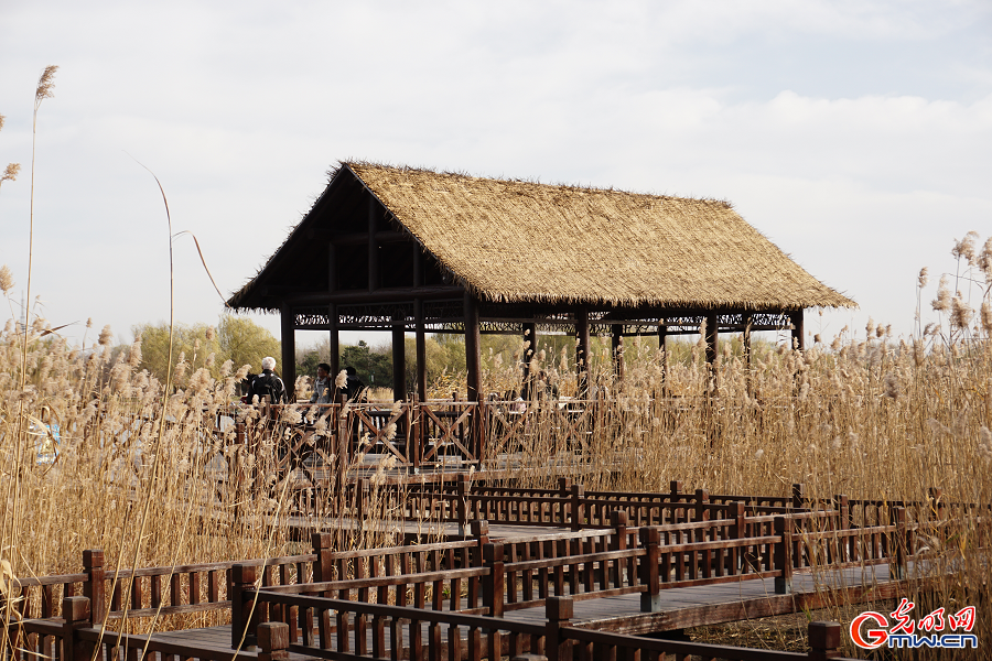 Golden reeds enhance autumn charm at Grand Canal Forest Park