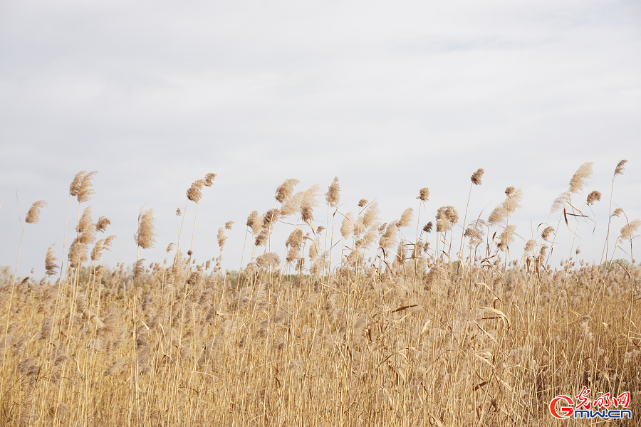 Golden reeds enhance autumn charm at Grand Canal Forest Park