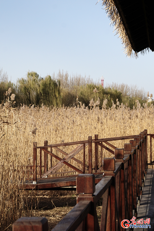 Golden reeds enhance autumn charm at Grand Canal Forest Park