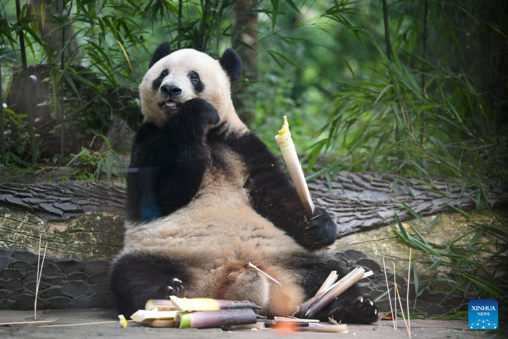 A glimpse of foreign-born giant pandas' life after returning to China